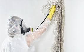 Best Residential Mold Inspection & Testing  in Palisade, CO